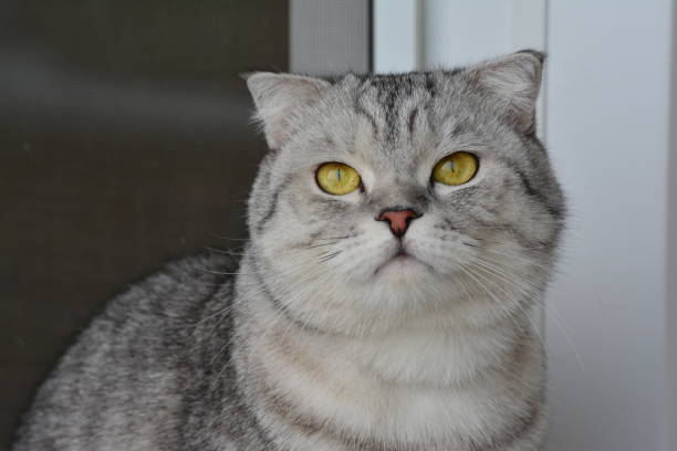 istock Portrait of a gray tabby cat 1311029394