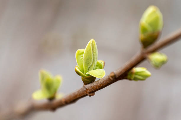 istock Lilac twig with young spring leaves. 1311030062