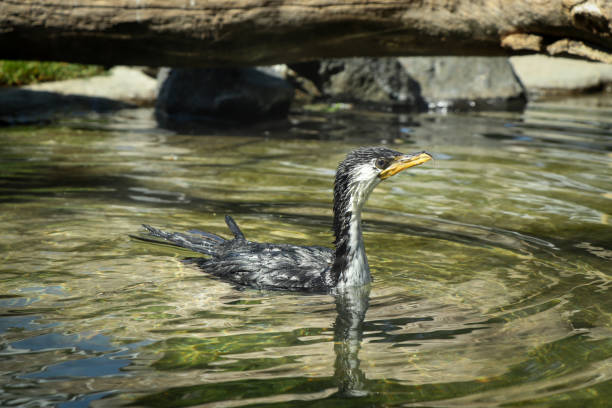 nasser kleiner pied cormoran mit gelbem schnabel schwimmt in einem kleinen teich und driftet durch die strömung. microcarbo melanoleucos genießt das notwendige bad. reinigung. porträt von kawaupaka - nobody black and white activity fisherman stock-fotos und bilder