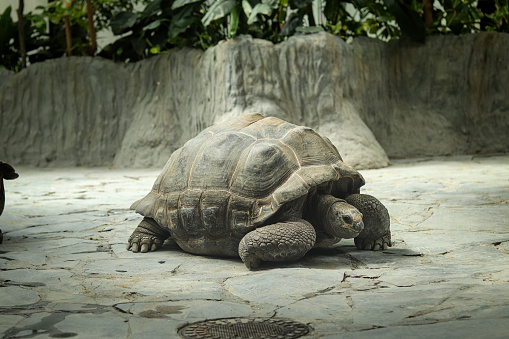 Tired Aldabra giant tortoise rests on a heated rock and waits for food. A walk around its territory. Aldabrachelys gigantea a clever creature living to old age. Biodiversity and fauna.