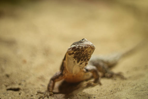 istock rapelus sanguinolentus stands motionless on the sandy ground, looking back curiously, wondering what he will do next. The color on the back is gray-brown and flattened body 1311031117