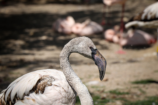Closeup of long neck and black with pink beak coloration from Greater flamingo in the wild. Phoenicopterus roseus resting with a twisted neck.
