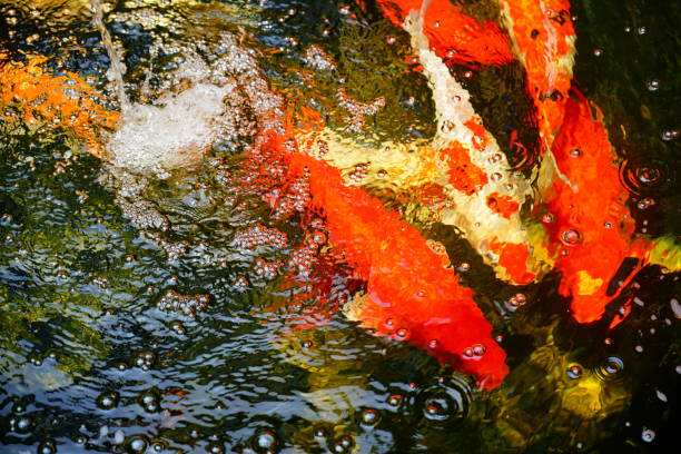 istock Colorful Carp Swimming in Koi pond 1311031413