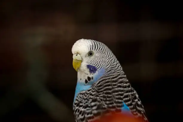 Photo of blue variant of the lesser known Budgerigar sitting on a twig. Detail on the colorful coloring of the head of Melopsittacus undulatus. Candid portrait of a small parrot