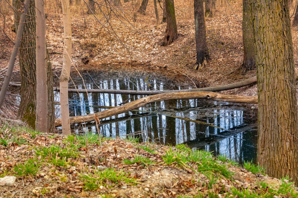 istock Forest pond with a reflection of trees. 1311033179