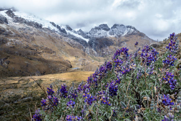 piękna roślina z fioletowymi kwiatami leży na wysokości andyjskiego pasma górskiego - mountain peru cordillera blanca mountain range zdjęcia i obrazy z banku zdjęć