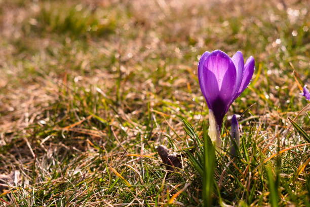 istock purple crocus in the morning 1311033993