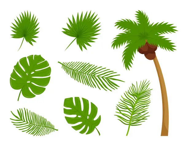 Vector illustration of Collection of different botanical, tropical leaves, coconut palm. Design elements on the theme of summer, tropics, vacation. Bright color vector illustrations in flat cartoon style. Isolated on white.