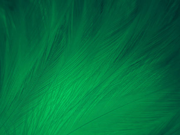 istock Beautiful abstract green feathers on white background, yellow feather texture on dark pattern,  green background, feather wallpaper, love theme, valentines day, green gradient texture 1311035137