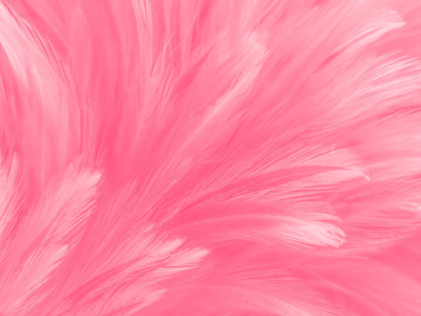 istock Beautiful abstract light pink feathers on white background,  white feather frame on pink texture pattern and pink background, love theme wallpaper and valentines day, white gradient 1311035174