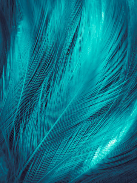 istock Beautiful abstract green feathers on white background, yellow feather texture on dark pattern,  green background, feather wallpaper, love theme, valentines day, green gradient texture 1311035195