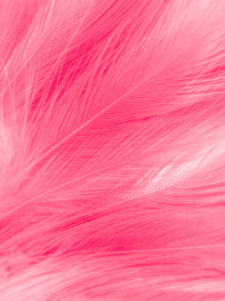 istock Beautiful abstract light pink feathers on white background,  white feather frame on pink texture pattern and pink background, love theme wallpaper and valentines day, white gradient 1311035199