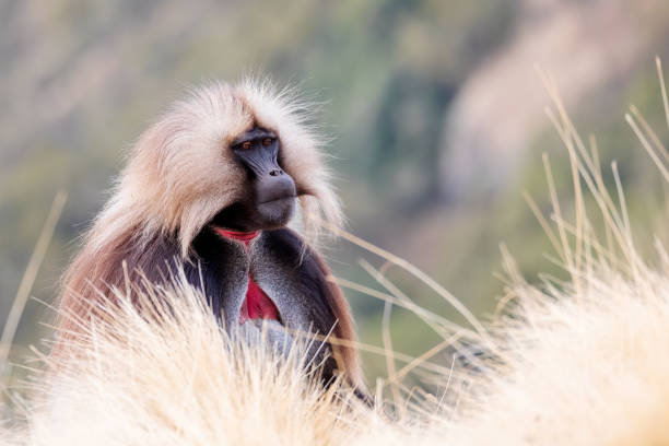 Monkey With Big Eyes Stock Photos, Pictures & Royalty-Free Images - iStock Monkey With Big Eyes Stock Photos, Pictures & Royalty-Free Images - iStock