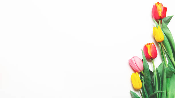 istock tulips bunch on white background. Empty space for lettering, text, letters, inscription. Beautiful horizontal flat lay postcard template. 1311035339