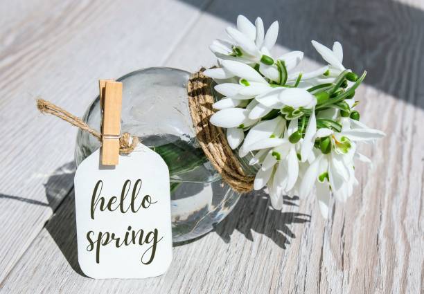 istock Greeting card text HELLO SPRING lettering with snowdrop flowers. Early spring flowers. Springtime. Fresh bouquet 1311036518