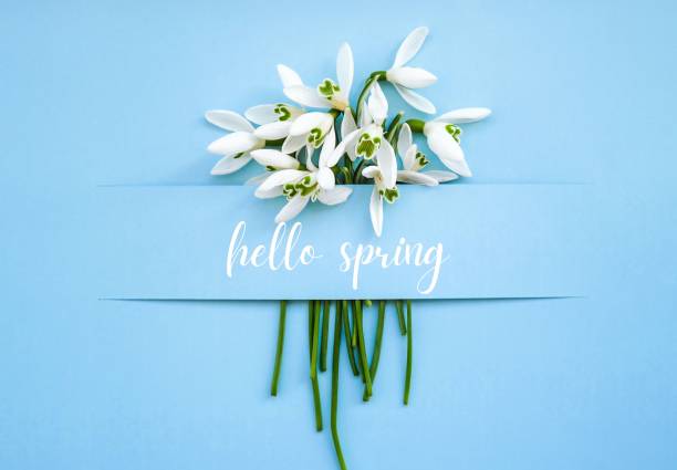 istock Greeting card text HELLO SPRING lettering with snowdrop flowers. Early spring flowers. Springtime. Fresh bouquet 1311036531
