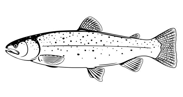 Rainbow trout fish black and white illustration Realistic rainbow trout fish isolated illustration, one freshwater fish on side view, commercial and recreational fisheries trout stock illustrations
