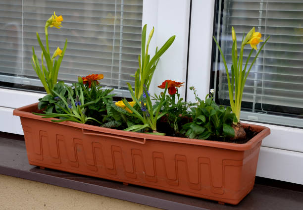 ornamental flower pots on the windows of the house. plastic flower pots with beautiful decorations of violets and daffodils. Easter is approaching so it is necessary to decorate the entrance of the house architecture, armeniacum, beauty, bloom, brown, building, city garden, colors, commosum, decoration, decorations, easter, entrance, europe, facade, flower, flower box, front or back yard, garden, gardening, happy, hobby, home, homemade, house, leisure, modern, muscari, narcissus, odorata, outdoors, plant, plastic, pot, potted, primrose, primula veris, rectangle, residential, small, spring, street, terrace, tete, tricolor, urban, village, viola, window, yellow hyacinth red stock pictures, royalty-free photos & images