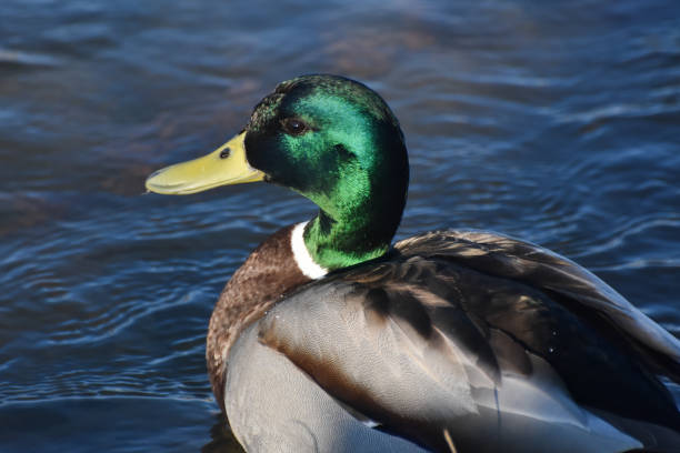 istock Close-up of  Mallard Duck 1311038609