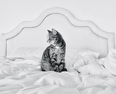 Horizontal black and white pet portrait of tabby cat sitting looking away in white linen bed in morning light
