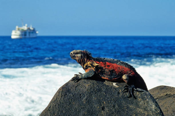 meerechse - marine iguana fotografías e imágenes de stock