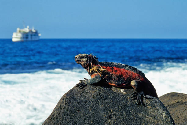 меерехсе - marine iguana стоковые фото и изображения