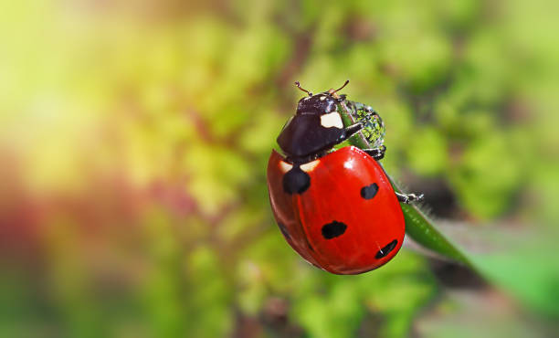 istock red ladybug on green blade of grass sunlight 1311042605