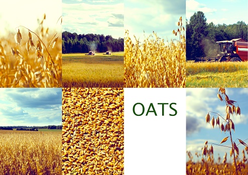 Collage from photographs showing fields of ripe oats or harvesting cereals. Agriculture concept.