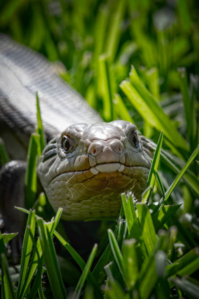 istock Baby Blue tongued lizard 1311043274