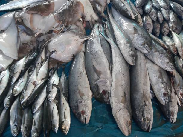 istock Fresh fish at the traditional market this morning 1311043574