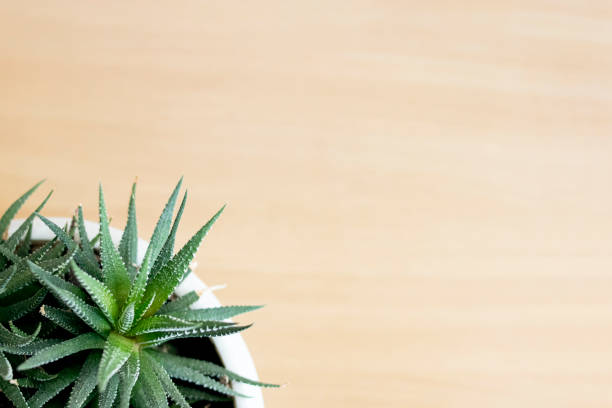 istock Lush aloe plant on a wooden background 1311044568