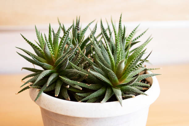 istock Lush aloe plant on a wooden background 1311044862