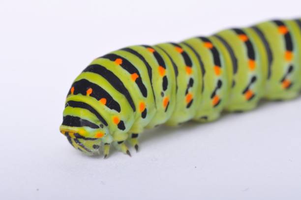 istock Swallowtail caterpillar on a white backgroung 1311045028