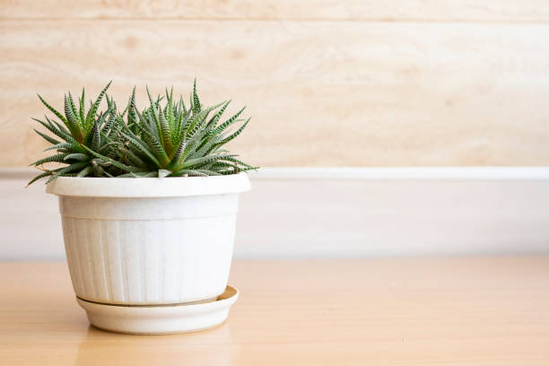 istock Lush plant in white flowerpot close up 1311045031