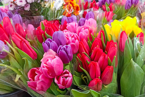 istock Multicolored bouquets of tulips, background or texture 1311045822