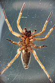 spider-makro.jpg?b=1&s=170x170&k=20&c=l6f1LTkemvnWqG20jV-Bcrb1O-_Ba7KnqL3FMIZRmjU=
