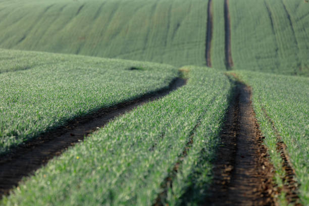 Green wheat field in Lower Silesia, Poland
