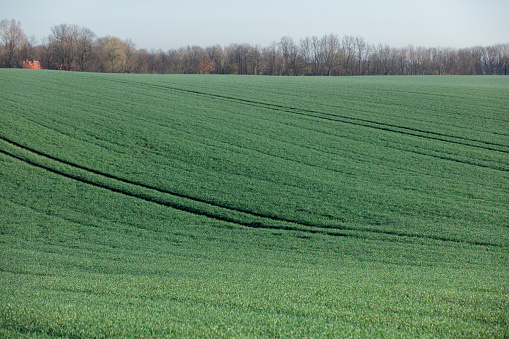 barley field