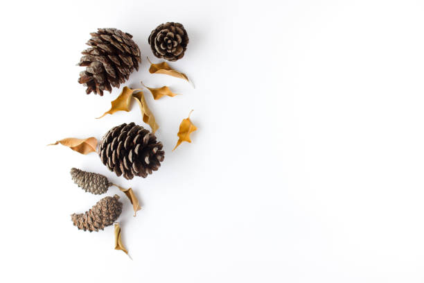 istock Autumn composition. Dried, autumn eaves and cones on a white background. Flat lay, top view, copy space 1311046279