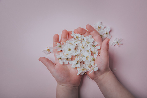 Spring white flowers of cherry plum in baby's hands on a pastel pink background. The concept of tenderness, spring and childhood.