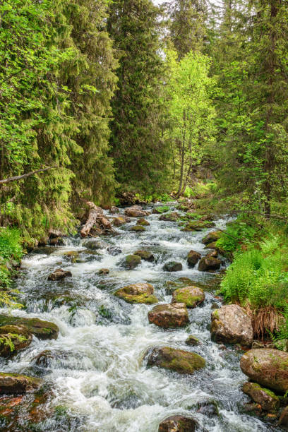 istock Water flowing in the woods 1311047143