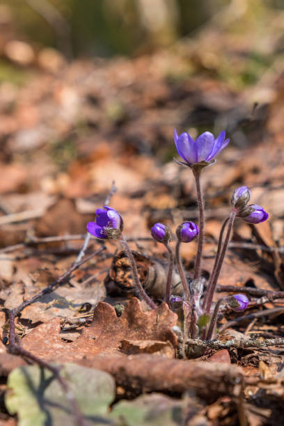 leberblattblüten mit knospen im frühling - 45774 stock-fotos und bilder