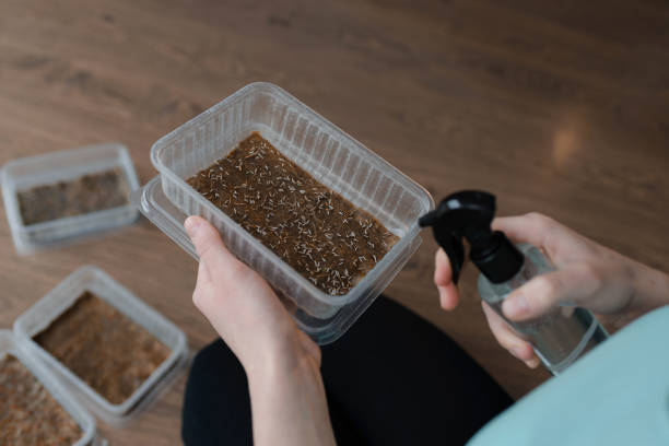 istock Microgreen seeds are ready for growing in containers 1311047207