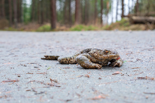 Run over toad on a dirt road in the forest