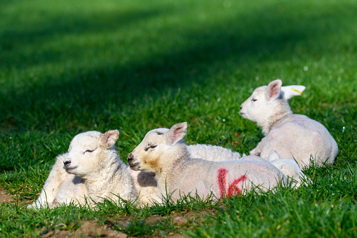 lambs in a grassy meadow in rural England