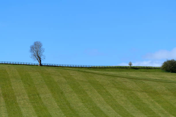 Single Tree on top of a hill with a grass field and blue sky