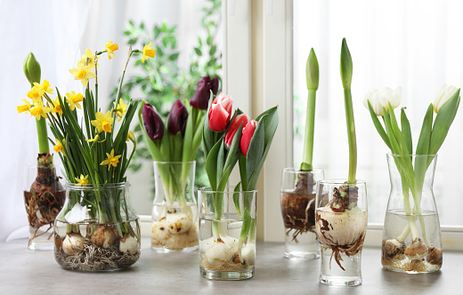 Beautiful spring flowers in glassware on grey window sill
