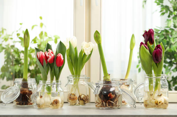 différentes belles fleurs de source dans la verrerie sur le rebord de fenêtre - amaryllis photos et images de collection