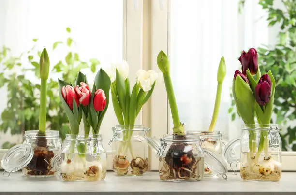 Different beautiful spring flowers in glassware on window sill