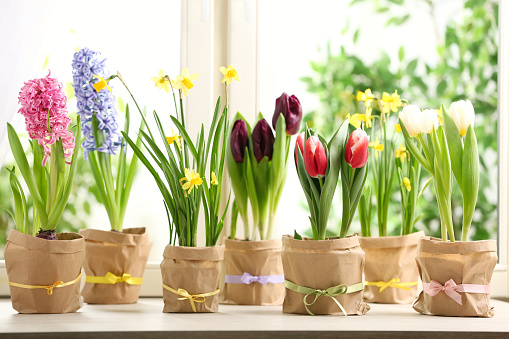 Beautiful spring flowers in wrapped pots on white wooden window sill